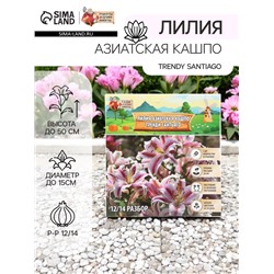 Лилия Азиатская Кашпо Trendy Santiago, луковица в пакете с перфорацией, р-р 12/14, 2 шт.