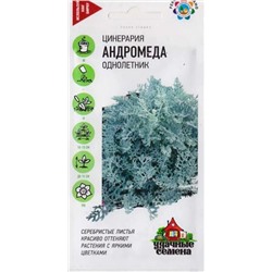 Цинерария Андромеда (Код: 85094)