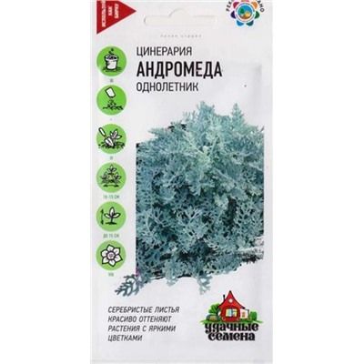 Цинерария Андромеда (Код: 85094)