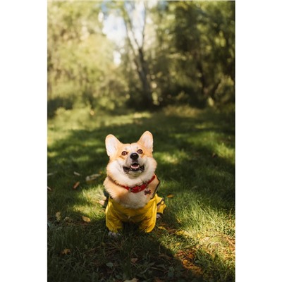 Комбинезон для собак, демисезонный с козырьком, размер 3XL (ДС 50, Ог 67, ОШ 51 см), жёлтый