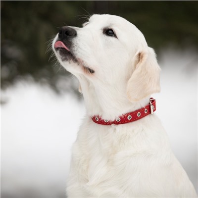 Ошейник кожаный однослойный безразмерный, 45×2 см, ОШ 18-39 см, красный