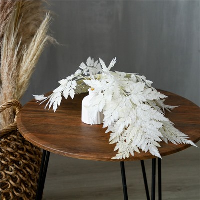 Сухоцвет «Папоротник», белый, 10 шт. в упаковке