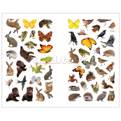 Фотонаклейки. В лесу