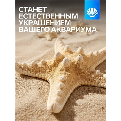 Набор из 3 морских звезд, размер 5-7 см, 7-10 см, 10-12 см, белый