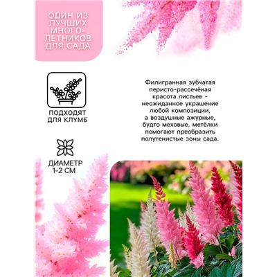 Астильба Арендса Weisse Gloria многолетник, корневище в торфогрунте, р-р II, 2 шт.