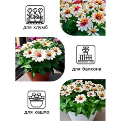 Семена цветов  Цинния Захара "Северная звезда", ц/п,  5 шт