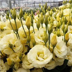 5199D Эустома крупноцветковая Арена F1 III Голд 5шт