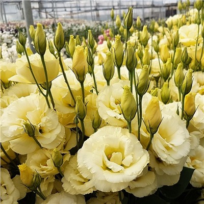 5199D Эустома крупноцветковая Арена F1 III Голд 5шт