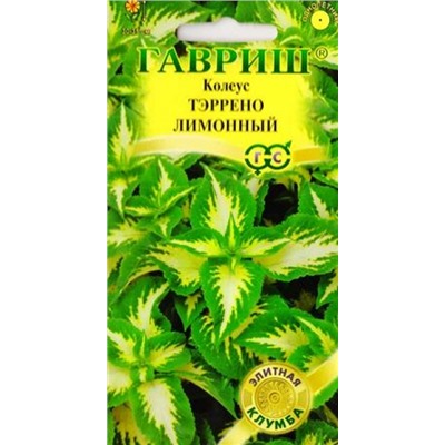 Колеус Тэррено лимонный (Код: 84682)