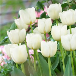 Тюльпан Антарктика 11/12 3шт СдС