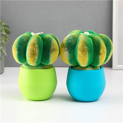 УЦЕНКА Растущий подарок травка Экоживчик «Кактус Астрофитум» МИКС