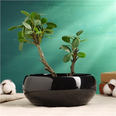 Кашпо - бонсайница «Мира», круглое, 18×18×7 см, чёрное