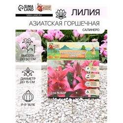 Лилия Азиатская горшечная "Салинеро", р-р 14/16, 3 шт, Весна 2025