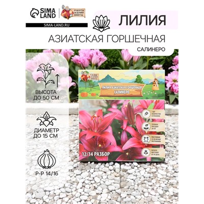 Лилия Азиатская горшечная «Салинеро», луковица в пакете с перфорацией, р-р 14/16, 3 шт.