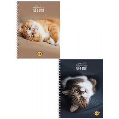 Тетрадь  48л клетка на спирали "МУРЧАЩИЕ КОТИКИ" 48-4579 Проф-Пресс