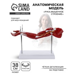 Анатомическая модель «Рука, мышечное строение», 38 см