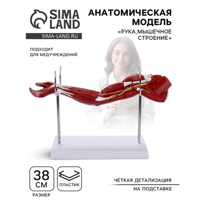 Анатомическая модель «Рука, мышечное строение», 38 см