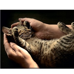 Картина на холсте с подрамником 50х40 "Счастье на ладошках"