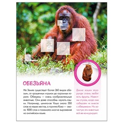 Мир животных с наклейками. Кто живёт в зоопарке?