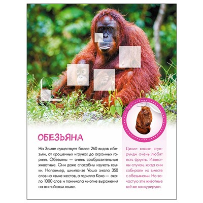 Мир животных с наклейками. Кто живёт в зоопарке?