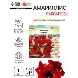 Амариллис "Barbados", р-р 24/26, 1 шт, Весна 2025