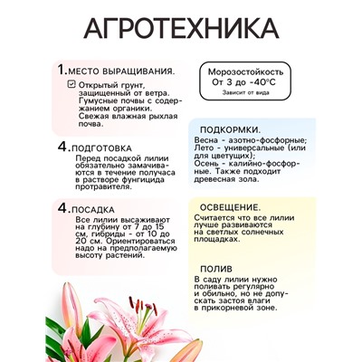Лилия Тигровая "Свит Суренде", р-р 12/14, 3 шт, Весна 2025