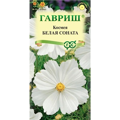 Космея Белая соната (Гавр)