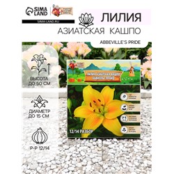 Лилия Азиатская Кашпо "Abbeville's Pride", луковица в пакете с перфорацией, р-р 12/14, 2 шт.