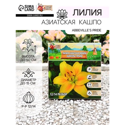 Лилия Азиатская Кашпо "Abbeville's Pride", луковица в пакете с перфорацией, р-р 12/14, 2 шт.