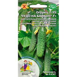 8016N Огурец Чудо на балкон Л 95 F1 6шт