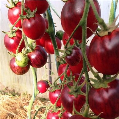 7185Т Томат Черная клубника 10шт