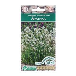 Семена лаванда узколистная «Арктика», 5 шт.