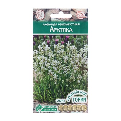 Семена лаванда узколистная «Арктика», 5 шт.