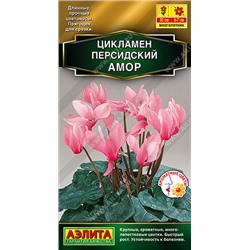 1907A Цикламен персидский Амор 3 шт