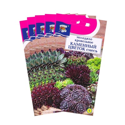 Набор семян Молодило "КАМЕННЫЙ ЦВЕТОК", смесь, 5 шт.