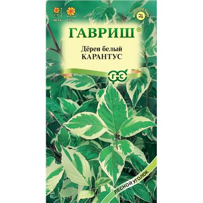 Дерен белый Карантус (Гавр)