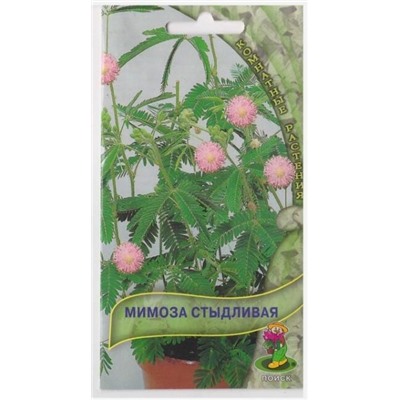 Мимоза стыдливая (Код: 9539)