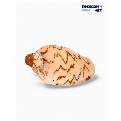 Ракушка декоративная, 6-7 см