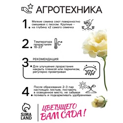 Семена  Эустома "Эйбиси" F1 зеленая крупноцветковая махровая, 5 шт