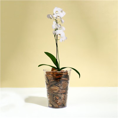 Горшок для орхидей, 1.2 л, 12.5×16.6 см, пластиковый, прозрачный