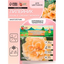 Лилейник Double Creamy Wonder, многолетник, корневище в пакете с торфогрунтом, р-р I, 1 шт.