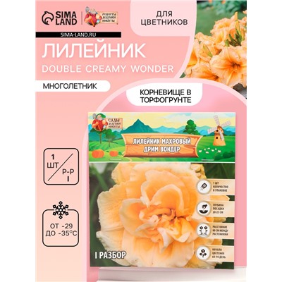 Лилейник Double Creamy Wonder, многолетник, корневище в пакете с торфогрунтом, р-р I, 1 шт.