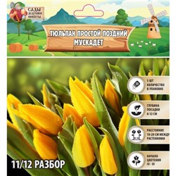 Тюльпан простой поздний Мускадет, р-р 11/12, 5 шт, Весна 2025