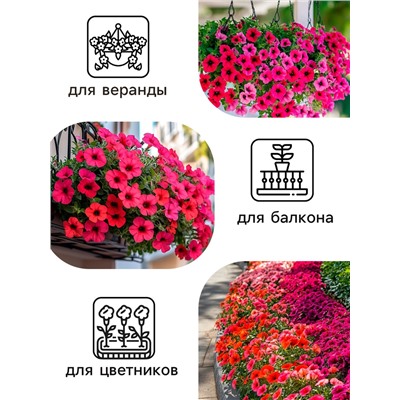 Семена цветов  Петуния Суперкаскадная "Бургунди", ц/п,  F1, 7 шт