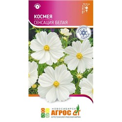 Космея Сенсация Белая (Код: 93671)