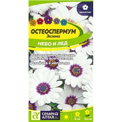 Остеоспермум Небо и Лед Сем.Алтая