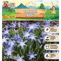 Хионодокса Форбса, р-р 5/+, 10 шт, Весна 2025