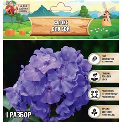 Флокс "Блу Бой" р-р I, 2 шт, Весна 2025