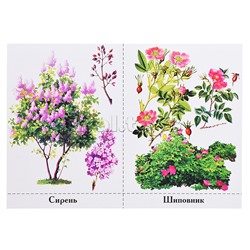 Обучающая игра "Деревья нашего леса" новые (короб)