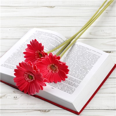 Цветок искусственный Гербера 43 см малиновый АКЦИЯ / 1501 /уп 56/560/ латэкс